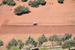 Bauer mit dem Holzpflug und Muli bei der Arbeit